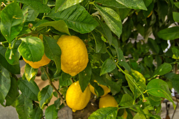 istock Lemon tree with yellow lemons an green leaves 678859262