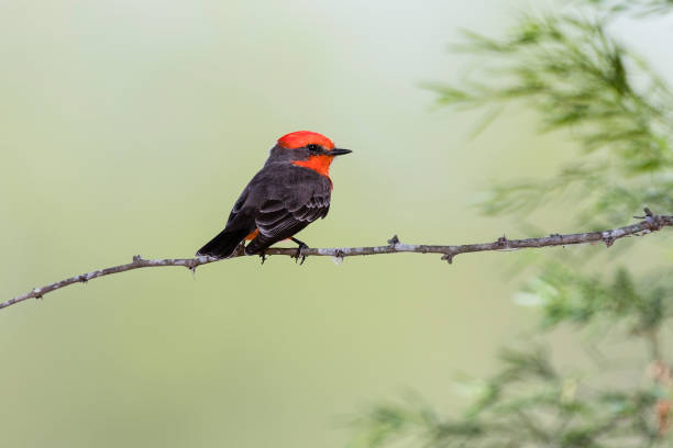 istock Vermilion flycatcher, pyrocephalus rubinus, beautiful small red bird perching, male 678860542