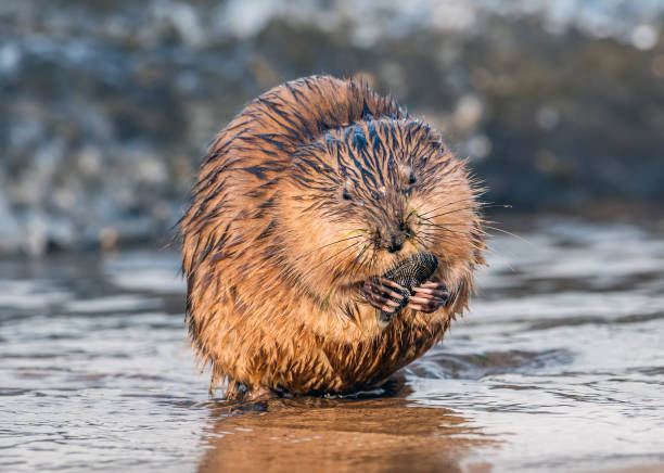 Muskrat on a Chesapeake Bay beach eating a Mussel