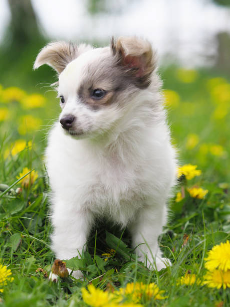 istock Cute Pup in Flowers 678866046