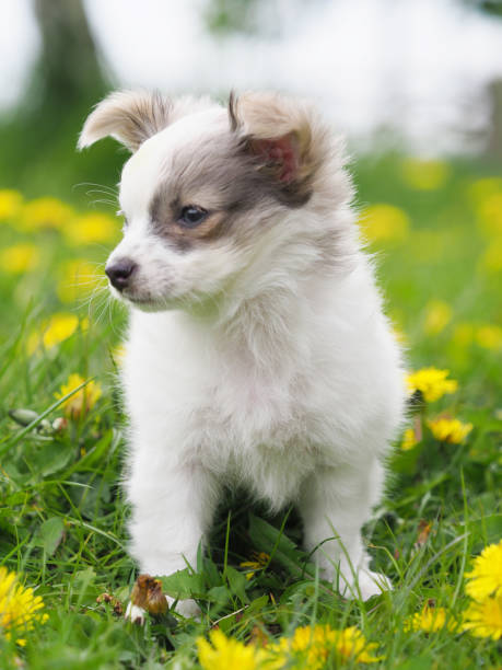 istock Cute Pup in Flowers 678867194