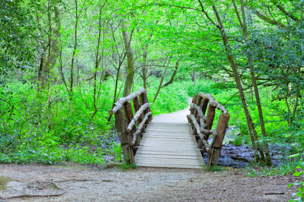 istock wooden bridge on a hiking way through a forest, summer scene . 678871476
