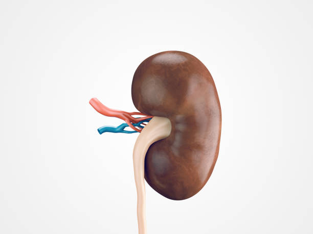 人の腎臓部位 - anatomical model ストックフォトと画像