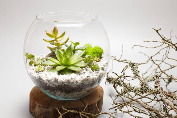 istock Succulent plants growing in a glass vase (terrarium) 678877408