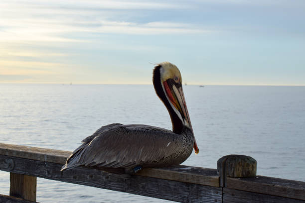 istock Pelican In the Bridge 678884164