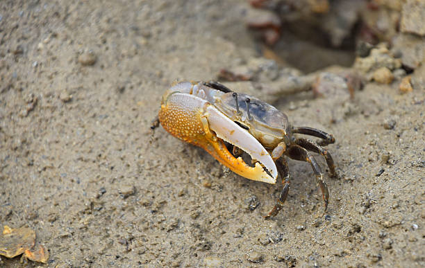 istock High Angle View Of Crab At Beach 678892839