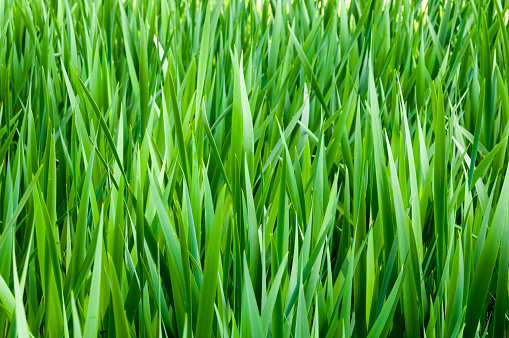 Vivid springtime green reeds background.