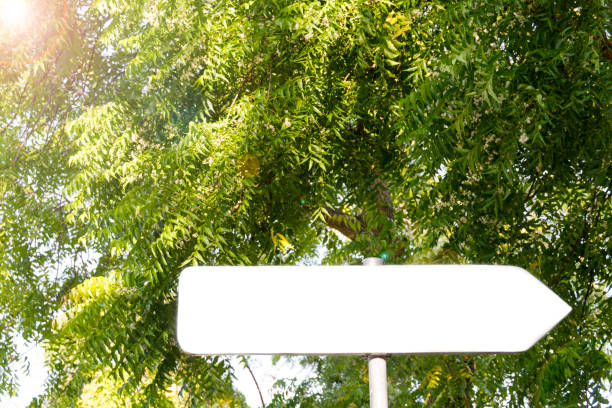 istock blank arrow sign in tropical forest  with space for text, empty space 678908528