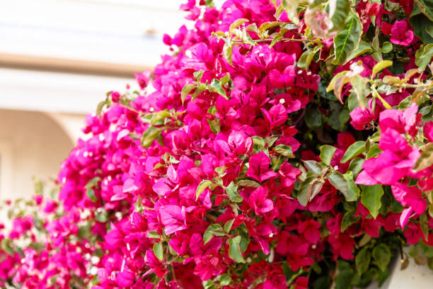 istock Shrubs Bougainvillea bloom against a white stone wall. Summer, Spain, hot. 678908958