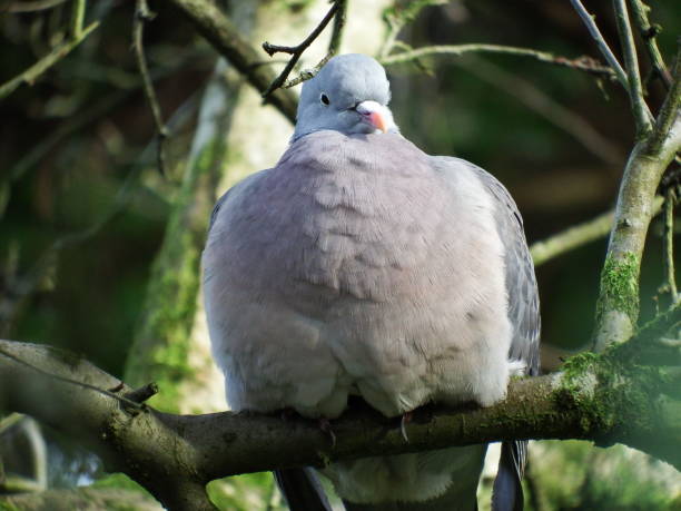 istock Large pigeon sitting on a branch 678928050