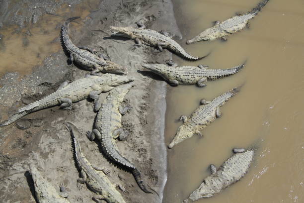 istock Crocodile In Rio Tarcoles, Costa Rica 678933552