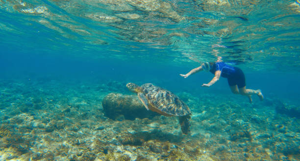 istock Woman swimming with sea turtle. 678933558
