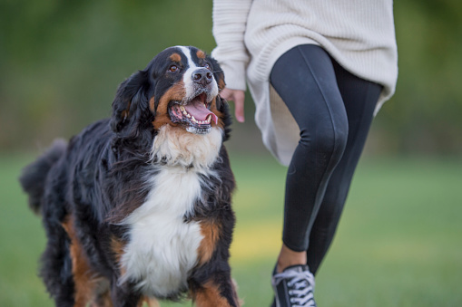 Happy Bernese mountain dog running with his owner outside playfully with his mouth open and tongue out.