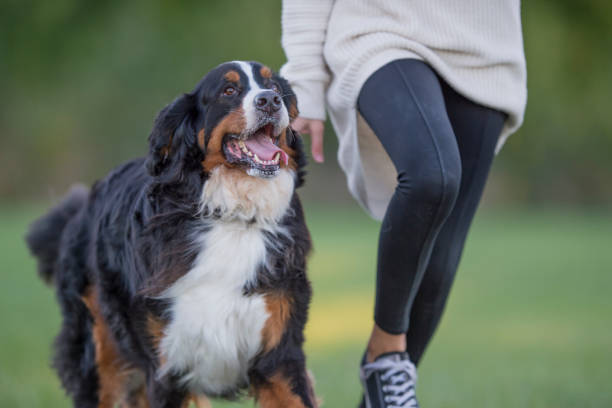 Playing with my Owner Happy Bernese mountain dog running with his owner outside playfully with his mouth open and tongue out. bernese mountain dog photos stock pictures, royalty-free photos & images