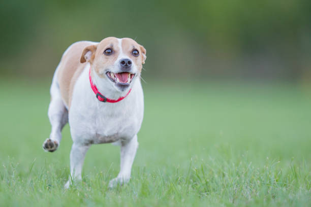 istock Enjoying the Outdoors 678934186