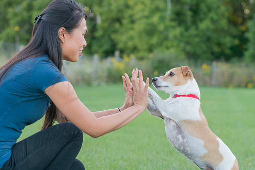 Beautiful asian young woman wearing blue teaching her jack russell terrier to high-five during a dog obedience class outdoors in a grassy park in the summer.