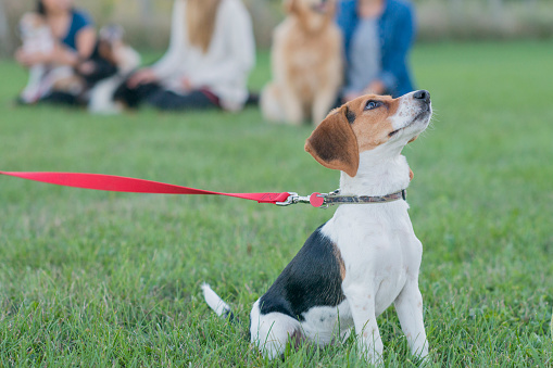 Cute beagle breed puppy with a red leash and collar sitting in the grass looking up at his owner while the rest of the dog obedience class sits in the background in a line.