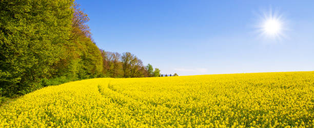 istock Rapefield near Hegenlohe, Germany 678934618