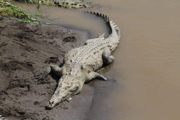 istock Crocodile In Rio Tarcoles, Costa Rica 678935038