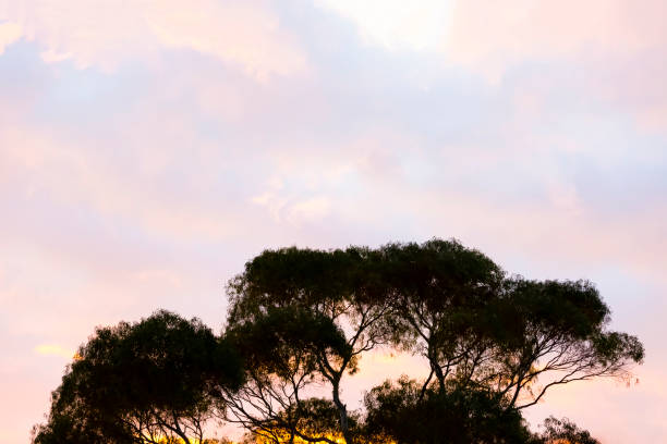 Sky with morning clouds and trees, nature background with copy space, full frame horizontal composition