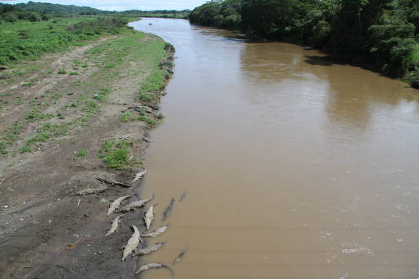 istock Crocodile In Rio Tarcoles, Costa Rica 678936378