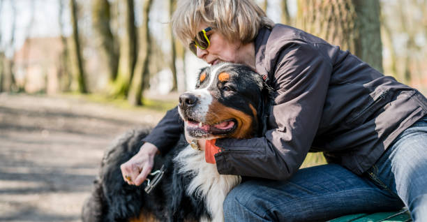 atractiva mujer madura de 50 años de edad cepillar el perro de montaña de bernese - grooming dog pets brushing fotografías e imágenes de stock