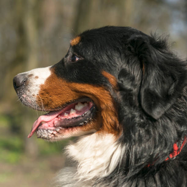 istock The Bernese Mountain Dog 678954728