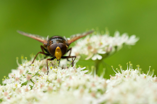 facial view of a Volucella zonaria, the hornet mimic hoverfly, feeding nectar from white flowers