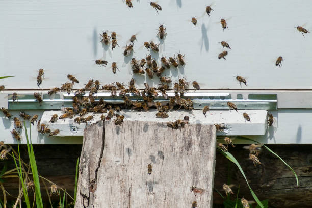 istock Swarm of bees fly to beehive 678955992