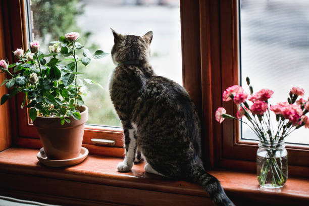istock Tabby cat sitting and looking out  by a window with flowers 678969780
