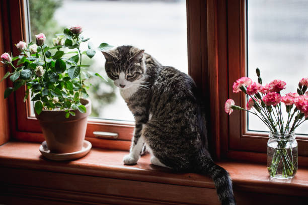 istock Tabby cat sitting and looking out  by a window with flowers 678969786