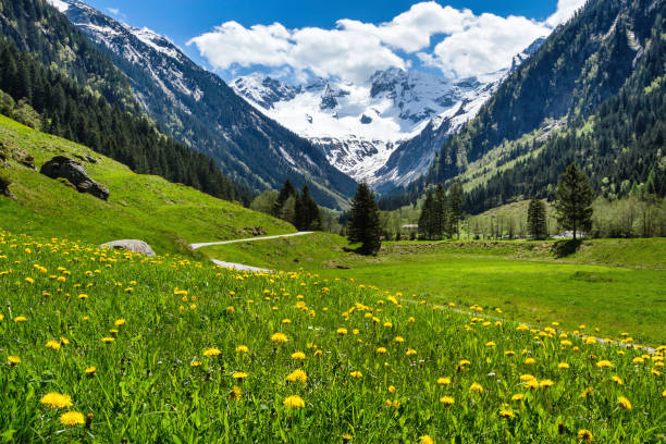 incredibile paesaggio estivo primaverile alpino con fiori di prati verdi e picco innevato sullo sfondo. austria, tirolo, valle di stillup. - dandelion snow immagine foto e immagini stock