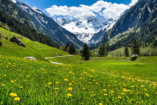 Amazing alpine spring summer landscape with green meadows flowers and snowy peak in the background. Austria, Tirol, Stillup valley.