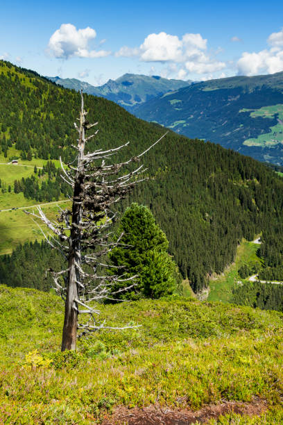 High mountains scenic with dried tree in the foreground. Austria, Tirol, Zillertal High Road, Zillertaler Hoehenstrasse High mountains scenic with dried tree in the foreground. Austria, Tirol, Zillertal High Road, Zillertaler Hoehenstrasse zillertaler alps stock pictures, royalty-free photos & images