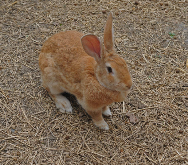 istock Rabbit  Vallby Vasteras Sweden 678985022
