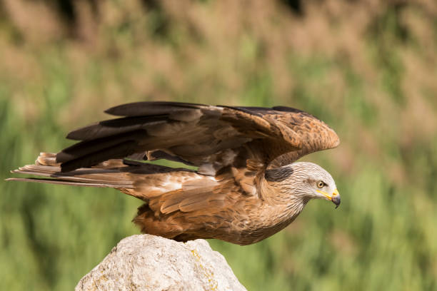 istock Black Kite, Milvus migrans, portrait 678988112