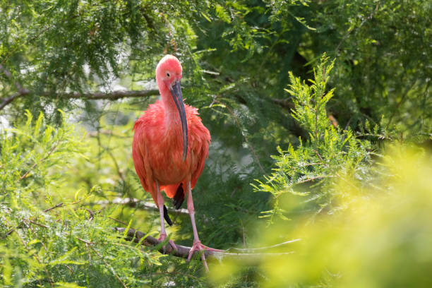 ・緋色のイビス eudocimus シリコンゴムのクローズ アップ - scarlet ibis ストックフォトと画像