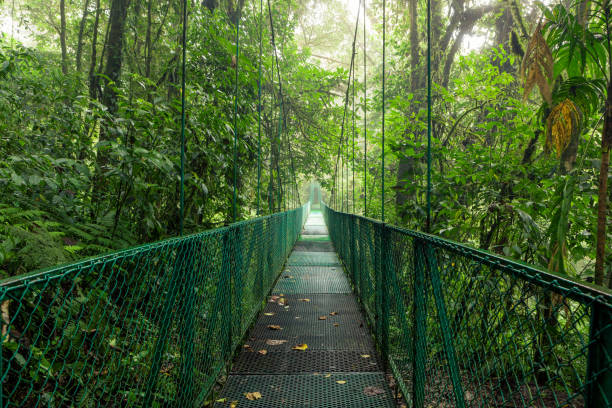suspension bridge in rainforest - monteverde cloud forest imagens e fotografias de stock