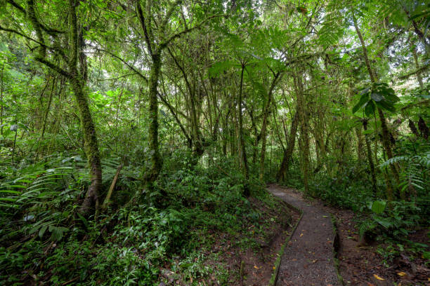 Stone path in rainforest Monteverde Costa Rica