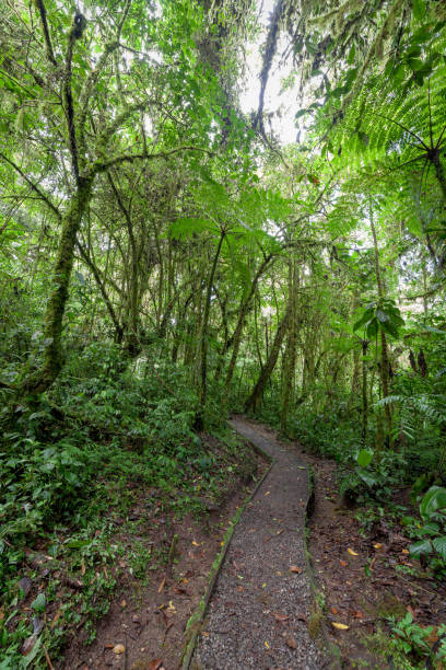 istock Stone path in rainforest Monteverde Costa Rica 679025740