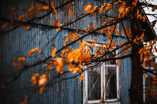 Beautiful dry orange oak leaves and branches of tree in front of boardwalk facade of dark-blue old summer house with single window during moody grey autumn day