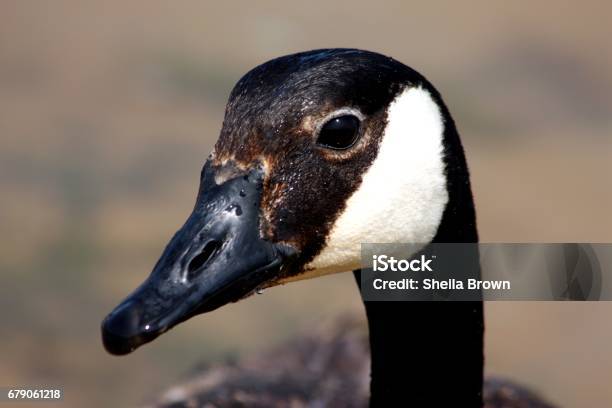 Canada Goose Portrait Stock Photo - Download Image Now - Animal, Animal Head, Animal Wildlife