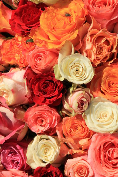 istock Mixed pink and orange bridal bouquet 679072860