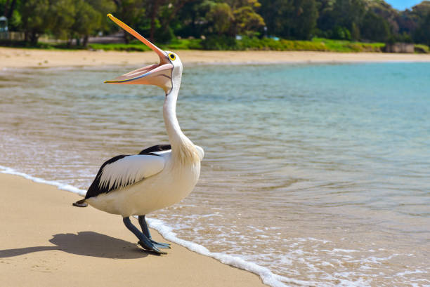 пеликан - pelican beak open bird стоковые фото и изображения