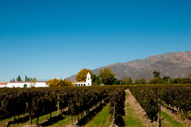 Vineyard - Cafayate - Argentina stock photo