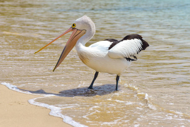 пеликан - pelican beak open bird стоковые фото и изображения