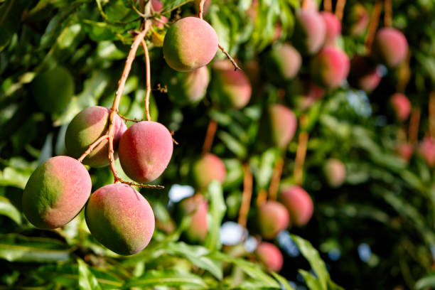 istock Tropical fruits - ripe mangoes growing on tree 679090164