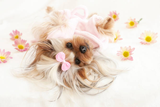 yorkshire terrier no spa em uma rosa robe relaxante rodeado de margaridas - cão miniatura - fotografias e filmes do acervo
