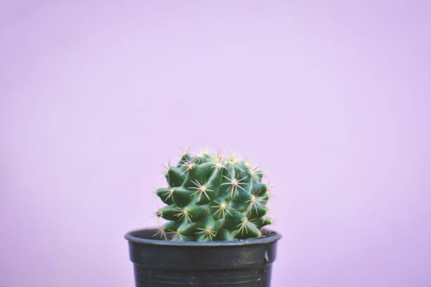 istock Little beautiful cactus  purple background , hipster tone 679105030