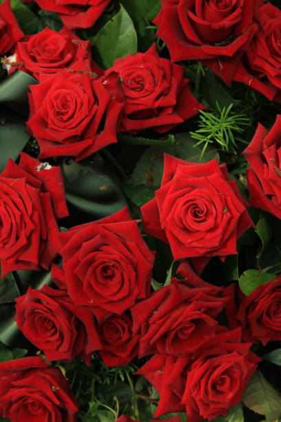 istock Red roses in bridal bouquet 679106218